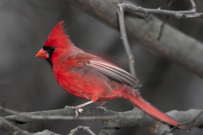 March 17, 2006: Northern Cardinal