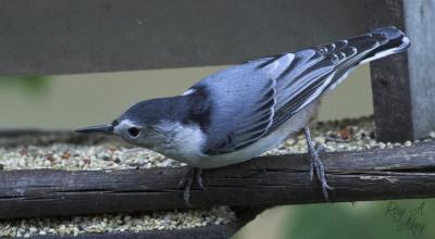 March 20, 2006: White-breasted Nuthatch