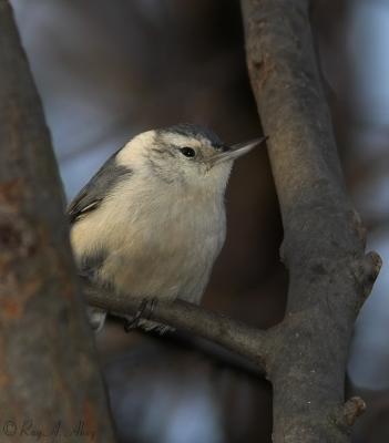 March 23, 2006: White-breasted Nuthatch