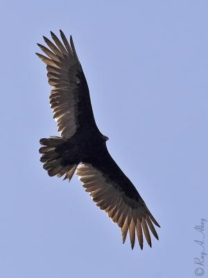 April 8, 2006: Turkey Vulture