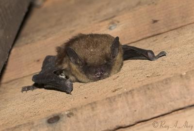 April 13, 2006: Big Brown Bat