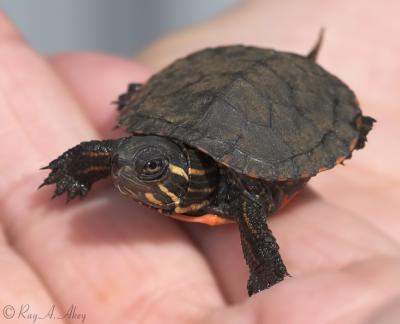 April 16, 2006: Juvenile Painted Turtle