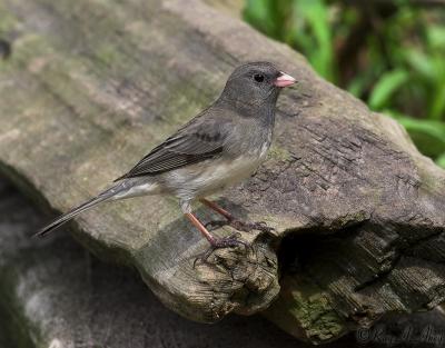 April 19, 2006: Dark-eyed Junco