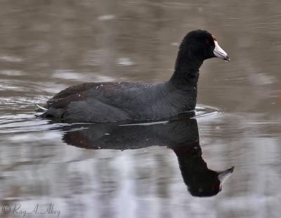 April 21, 2006: American Coot