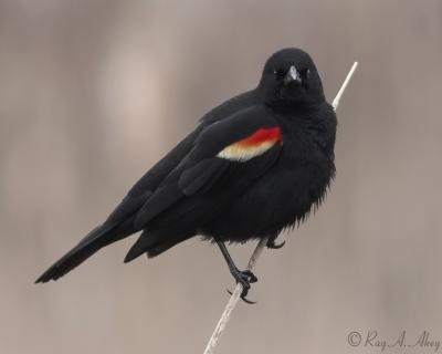April 22, 2006: Red Winged Blackbird