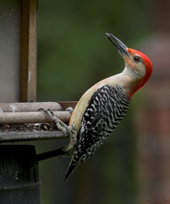 September 6, 2006: Red Bellied Woodpecker
