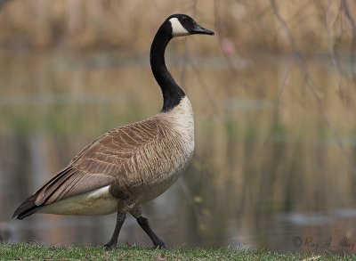 September 12, 2006: Canada Goose