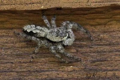 September 17, 2006: Jumping Spider