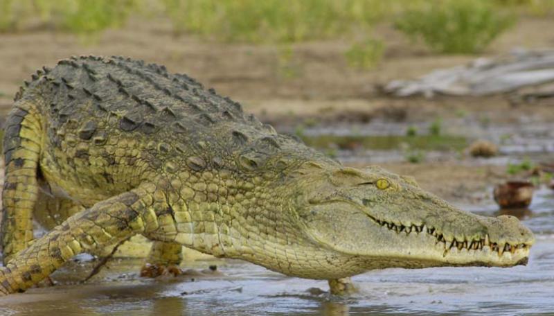 Croc on the Move