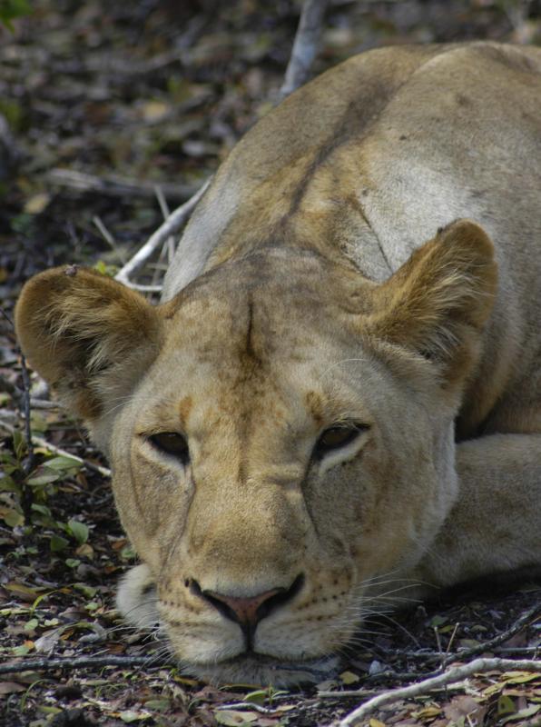 Female lion