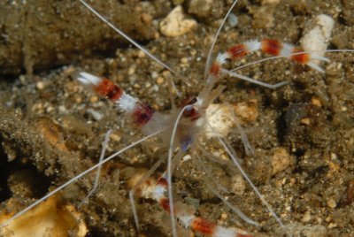 Banded Boxer Shrimp