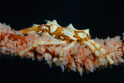 Conical Spider Crab