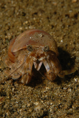 Hermit Crab