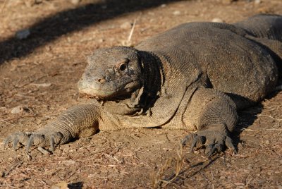 Komodo Dragon