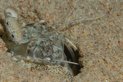 Mantis Shrimp