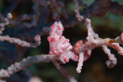 Pygmy Seahorse