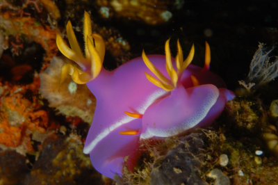 Variable Hypselodoris