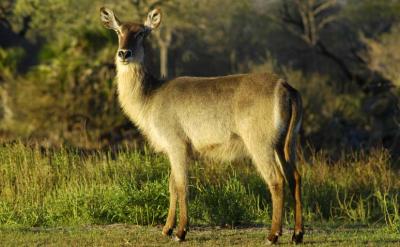 Water Buck