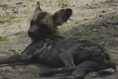 Male Wild Dog