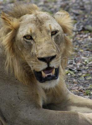 Male Lion