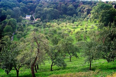 Prague abbey orchard.jpg