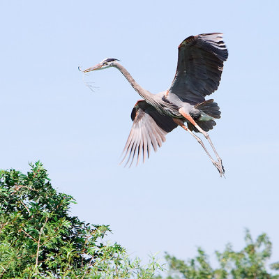 Great Blue Heron2.jpg