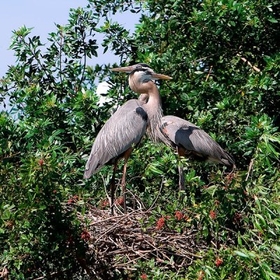 Great Blue Herons.jpg