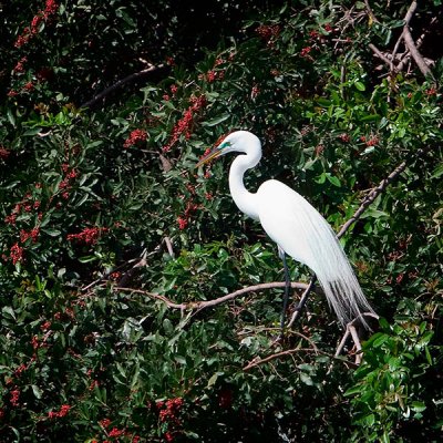 Great White Egret1.jpg