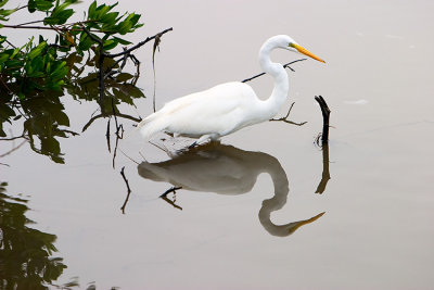 Great White Egret2.jpg