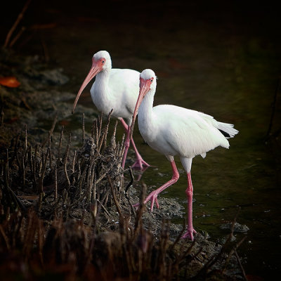 Ibises.jpg