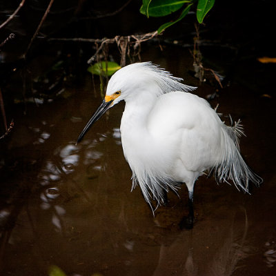 Snowy Egret.jpg