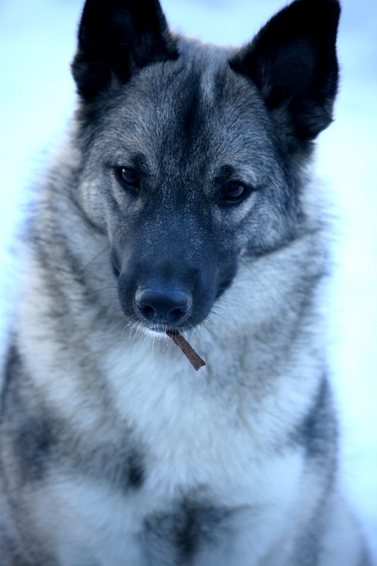 a wood pile scrap hangs from her mouth.