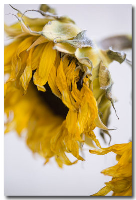 Sunflowers...sunny no more.