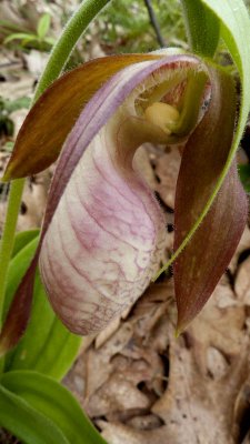 More of the same ladyslippers.