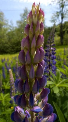 An now we're into late spring wildflowers...like lupine,