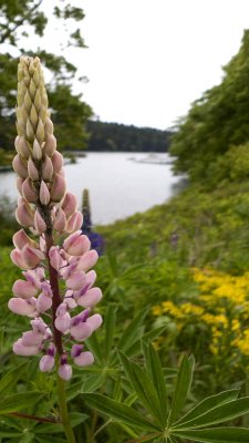Lupine is a little ahead of itself again this year, but they are probably...