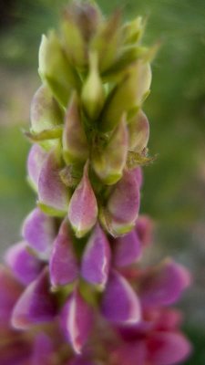 The lupine are still blossoming!