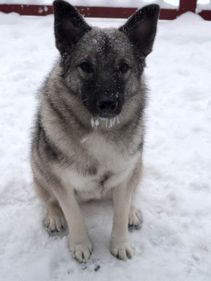 January 3: We wake to a foot of snow, but here Pesky Paisley shows off her icicles!