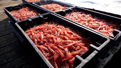 Then in New Harbor, the shrimpboats have been in to unload their fresh catch....so fresh that...