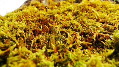 We find moss on our daily walk with....