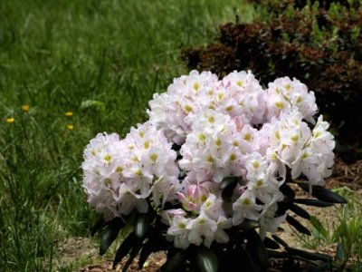 May 26: Rhododendron continues to bloom.