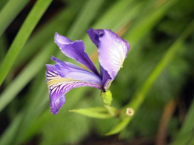 Wild Iris at Cape Perpetua.