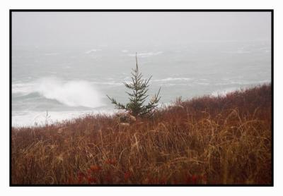 On the next peninsula a lone tree stands alone against the weather!