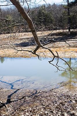 Mar. 26 we go for a walk in Zak Preserve where we find...