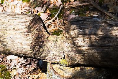 ...a beaver munched log...