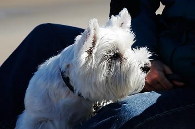 ...and share the day with little white dogs!