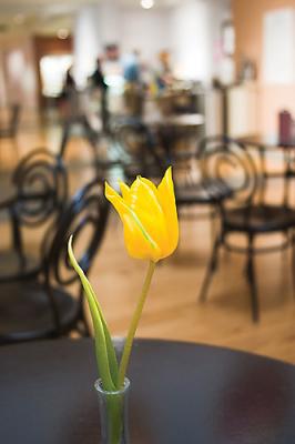 ...then it's on to the museum where in the cafe there are fresh tulips on tables....