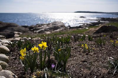 More signs of spring on Ocean Point.