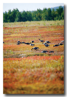 Canadian geese stop off in blueberry field for a migration snack.