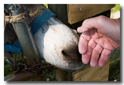 We visit a farm where a friendly donkey nuzzles Ron's hand...